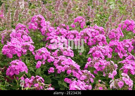 Phlox Nepeta viola giardino Phlox paniculata fiori erbaceo duro Foto Stock