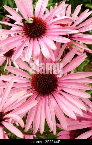 Bumble ape su rosa Echinacea purpurpurea 'Baby Swan Pink' coneflower Foto Stock