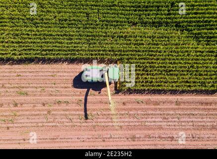 Trebbiatrice sul campo per il taglio del mais Foto Stock