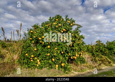 Orangenanbau, Zypern Foto Stock
