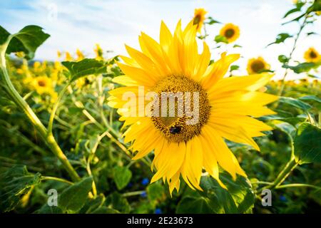 Primo piano della fioritura comune del girasole nella scena artistica della natura. Helianthus annuus. Fiore testa con ape al centro e bellissimi petali gialli. Foto Stock