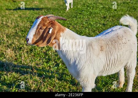 Immagine di una capra maschio anglo nubiana con corna Foto Stock