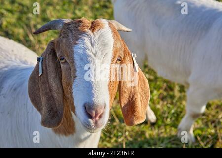 Immagine di una capra maschio anglo nubiana con corna Foto Stock