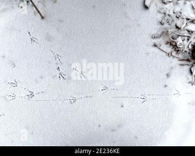 Impronte di uccelli in prima neve. Tracce di uccelli Paws sulla neve. Sfondo invernale Foto Stock