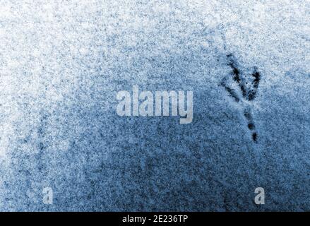 Footprint di uccello primo piano in prima neve. Tracce di uccelli Paws sulla neve. Sfondo invernale Foto Stock