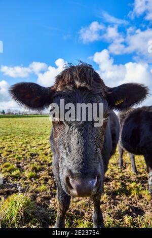 Immagine di un bull nero Jersey in piedi in un campo. Jersey, Isole del canale Foto Stock