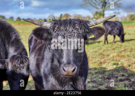 Immagine di un toro in Jersey nero in piedi in un campo. Jersey, Isole del canale Foto Stock