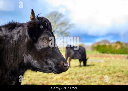 Immagine di un toro in Jersey nero in piedi in un campo. Jersey, Isole del canale Foto Stock