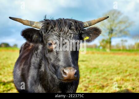 Immagine di un toro in Jersey nero in piedi in un campo. Jersey, Isole del canale Foto Stock