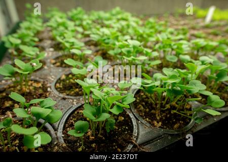 Piccoli giovani pianta verdi in vasi neri che crescono in terreno fertilizzato in filari all'interno di una grande fattoria verticale contemporanea o di un attico con nessuno intorno Foto Stock