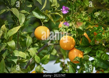 Orangenbaum, Zypern Foto Stock