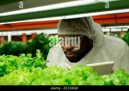 Giovane agroengineer africano maschio in occhiali protettivi e tute piegarsi su piantine di lattuga verde in azienda agricola verticale moderna Foto Stock
