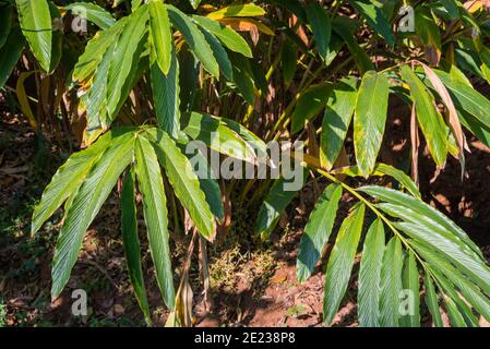 Cardamomo gambi e foglie alla piantagione in Kumily, Kerala, India. Foto Stock