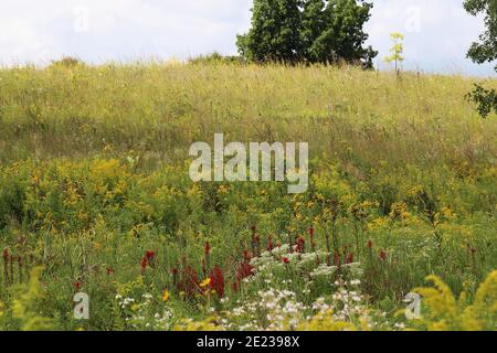 Una prateria collinare coperta di fiori selvatici e erbe, tra cui l'oro, il merletto della regina Anna, il fiore cardinale e Black Eyed Susans a Pine Dunes Fore Foto Stock
