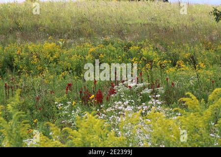 Una prateria coperta di fiori selvatici e erbe, tra cui l'oro, il merletto della regina Anna, il fiore cardinale e Black Eyed Susans a Pine Dunes Forest Pre Foto Stock