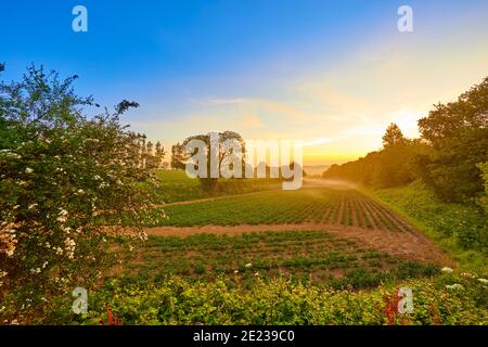 Immagine di una valle con campi agricoli con patate che crescono all'alba con nebbia nella parte bassa della valle con alberi e cielo in parte blu. Foto Stock