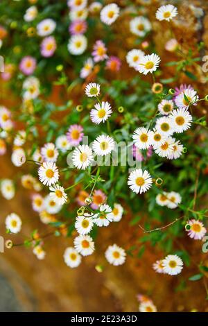Dasi selvatiche che crescono su un vecchio muro di pietra in zona ombreggiata con profondità di campo poco profonda. Foto Stock