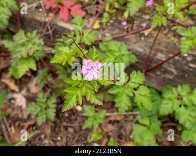 Geranio robertianum o Roberts geranio rosa fiore e foglie Foto Stock