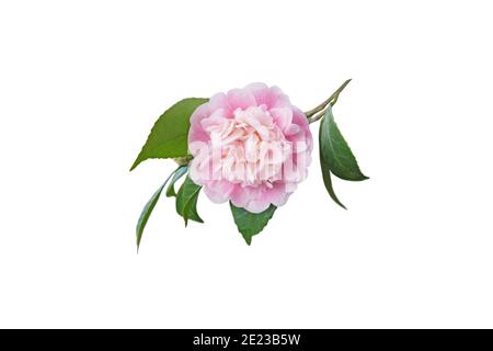 Pallido rosa camelia japonica peony forma fiore e foglie isolate su bianco. Giapponese tsubaki. Foto Stock