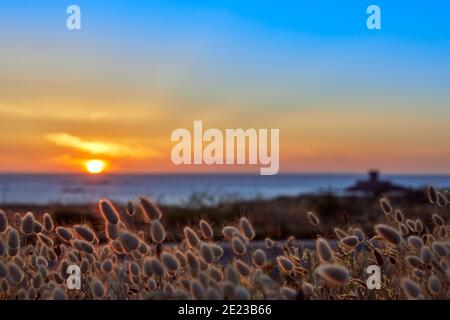 Immagine del tramonto a St Ouens Bay con la Torre Rocco fuori fuoco e i ciuffi d'erba in primo piano con profondità di campo poco profonda. Selezione del fuoco Foto Stock