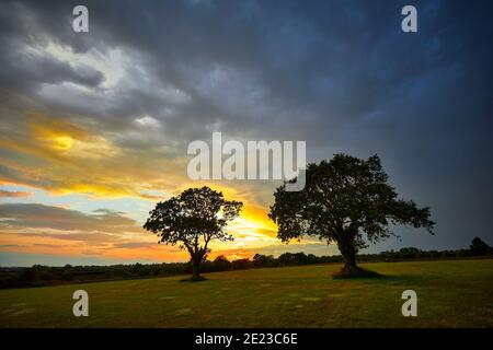 Immagine di alberi in erba campo con tramonto e moody cielo Foto Stock