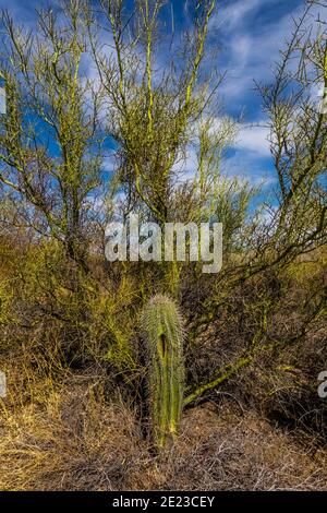 Un albero di Palo Verde agisce come un albero di infermiera per un cactus di Saguaro, il distretto di montagna di Rincon del Parco Nazionale di Saguaro, Arizona, Stati Uniti Foto Stock