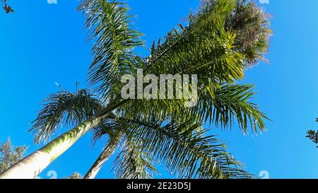 Una vista delle palme reali dalla base dell'albero che guarda verso il cielo. Foto Stock