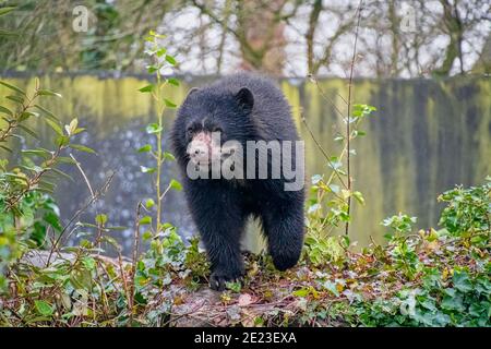 Orso andino (Tremarctos ornatus), noto anche come orso con spettacolo Foto Stock