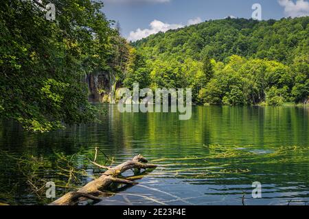 Grande albero caduto sommerso in un lago circondato da verde lussureggiante foresta e colline, Plitvice Lakes National Park Patrimonio Mondiale dell'UNESCO in Croazia Foto Stock