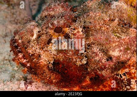 Scorpione scorpaena plumieri a Little Cayman BWI Mar dei Caraibi Foto Stock