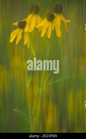 Rappresentazione creativa in camera doppia esposizione di Grey-Headed Coneflowers, Michigan Foto Stock
