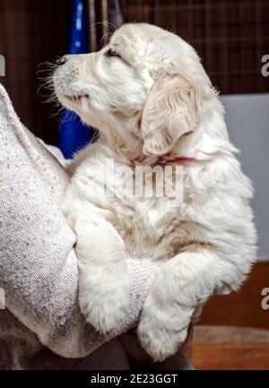 Donna che tiene sette settimane di platino, o crema colorato Golden Retriever cucciolo. Foto Stock