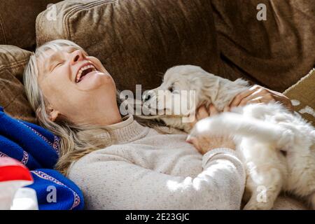 Donna che tiene sette settimane di platino, o crema colorato Golden Retriever cucciolo. Foto Stock