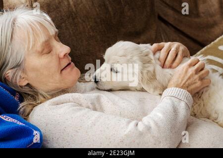 Donna che tiene sette settimane di platino, o crema colorato Golden Retriever cucciolo. Foto Stock