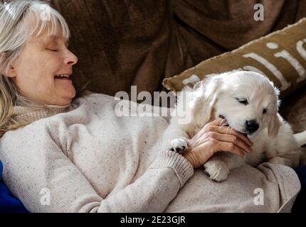 Donna che tiene sette settimane di platino, o crema colorato Golden Retriever cucciolo. Foto Stock