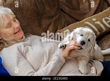Donna che tiene sette settimane di platino, o crema colorato Golden Retriever cucciolo. Foto Stock