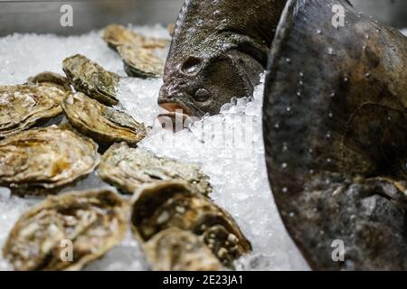 Frutti di mare - la passera e le ostriche giacciono sul bancone sul ghiaccio in negozio. Spazio di copia. Messa a fuoco selettiva. Foto Stock