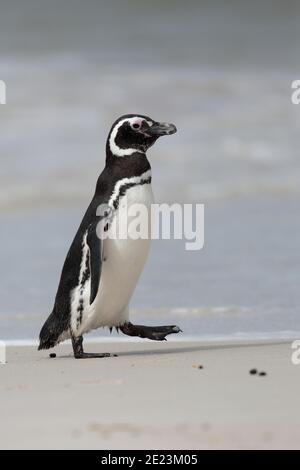 Penguin Magellanico (Speniscus magellanicus), camminando su una spiaggia, West Point, Isole Falkland 3 dicembre 2015 Foto Stock