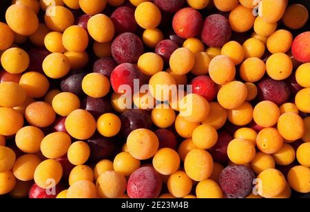 Prugne surgelate rosse e gialle Foto Stock