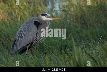 Great Blue Heron nelle zone umide della Florida meridionale Foto Stock