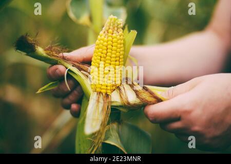 Coltivatore che tiene pannocchie di mais in mano in campo di mais. Un primo piano di una donna mani tiene un mais. Coltivatore sul campo di mais con orecchio di mais in mano Foto Stock