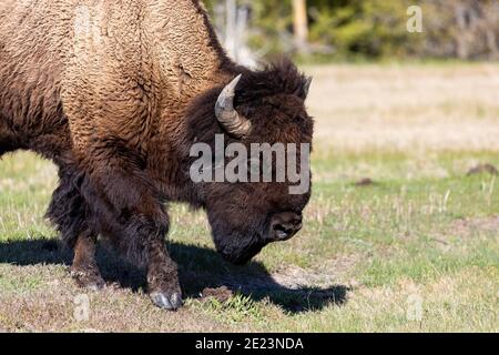 American Bison (Buffalo) che pascolano nel parco nazionale di Yellowstone, Wyoming Foto Stock
