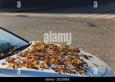Caduto Foglie di autunno sul parabrezza di un auto Foto Stock