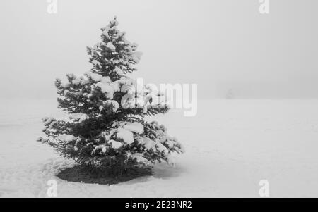 pineta coperto di neve in una fitta nebbia d'inverno con spazio per la copia Foto Stock