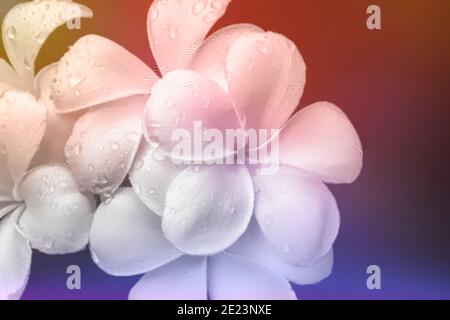 bel primo piano di bianco con fiori gialli al centro di frangipani Foto Stock