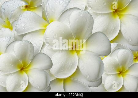 bel primo piano di bianco con fiori gialli al centro di frangipani Foto Stock