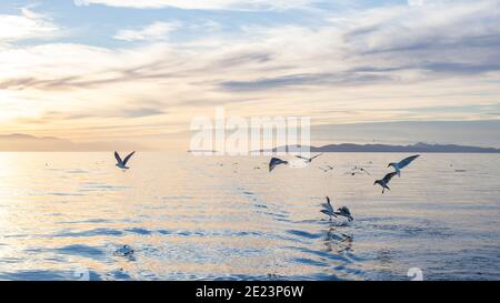 Un gregge di gabbiani che volano e nuotano lungo la costa della British Columbia, al tramonto Foto Stock