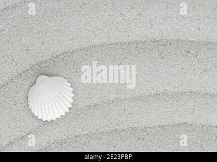 Sabbia, lumaca e conchiglia sulla spiaggia come sfondo. Grana sabbia. Sabbia marrone. Sfondo da sabbia fine. Foto Stock