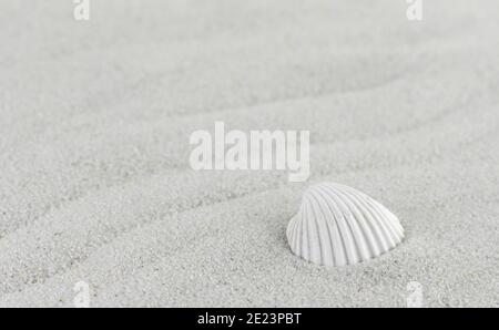 Sabbia, lumaca e conchiglia sulla spiaggia come sfondo. Grana sabbia. Sabbia marrone. Sfondo da sabbia fine. Foto Stock