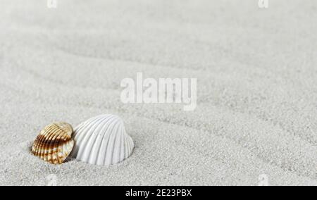 Sabbia, lumaca e conchiglia sulla spiaggia come sfondo. Grana sabbia. Sabbia marrone. Sfondo da sabbia fine. Foto Stock